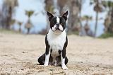 BOSTON TERRIER 377